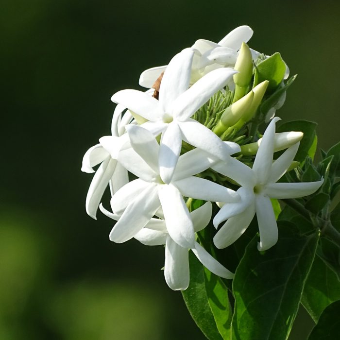 Verajaji plant - Image 3