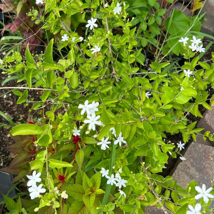 Verajaji plant - Image 4