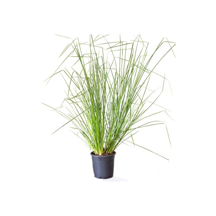 Vetiver