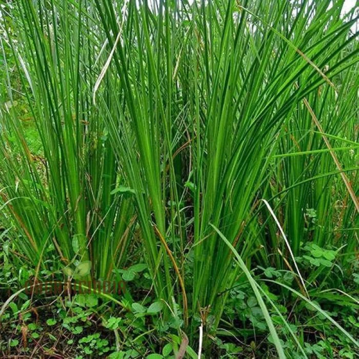Vetiver - Image 2
