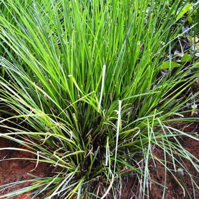 Vetiver - Image 3