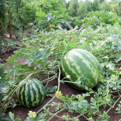 Water melon