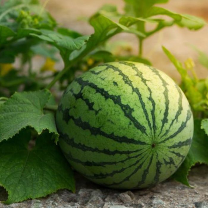Water melon - Image 2