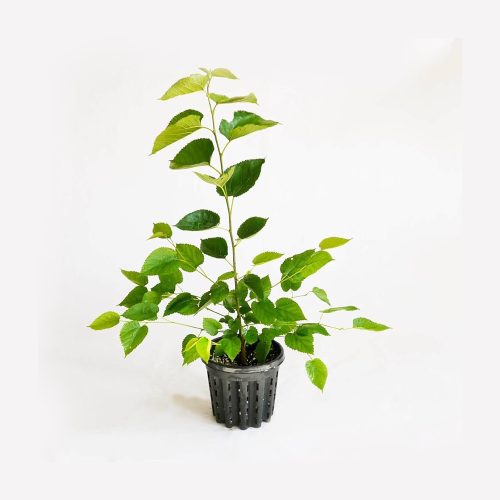 White Long Mulberry(Grafted)