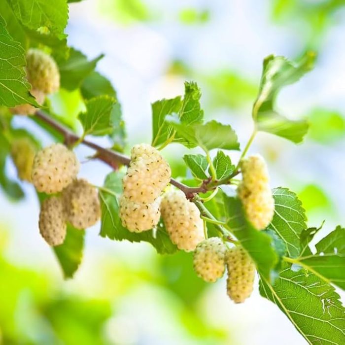 White Long Mulberry(Grafted) - Image 2
