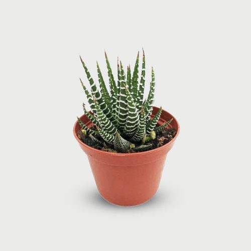 Zebra plant