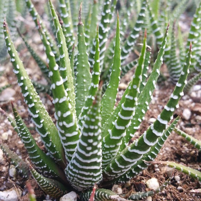 Zebra plant - Image 2