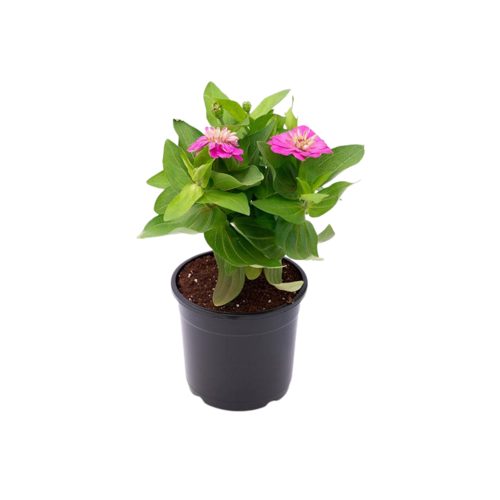 Zinnia