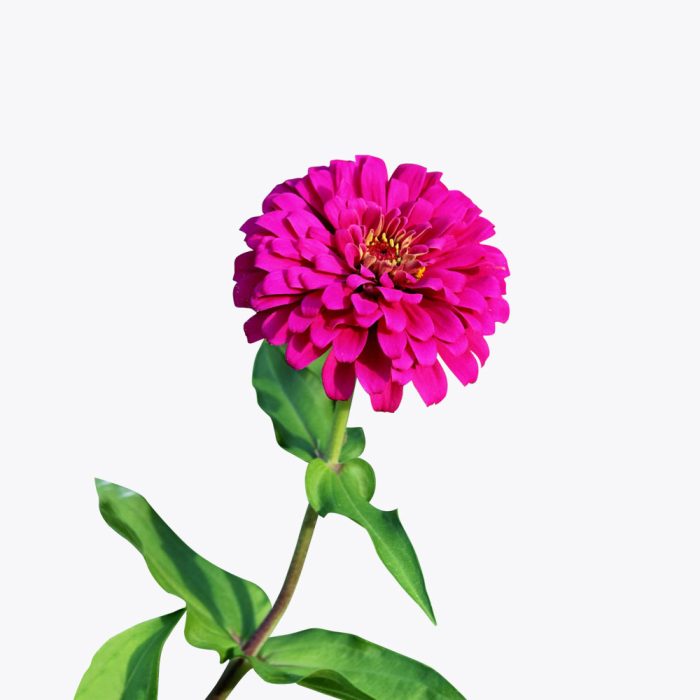 Zinnia - Image 2