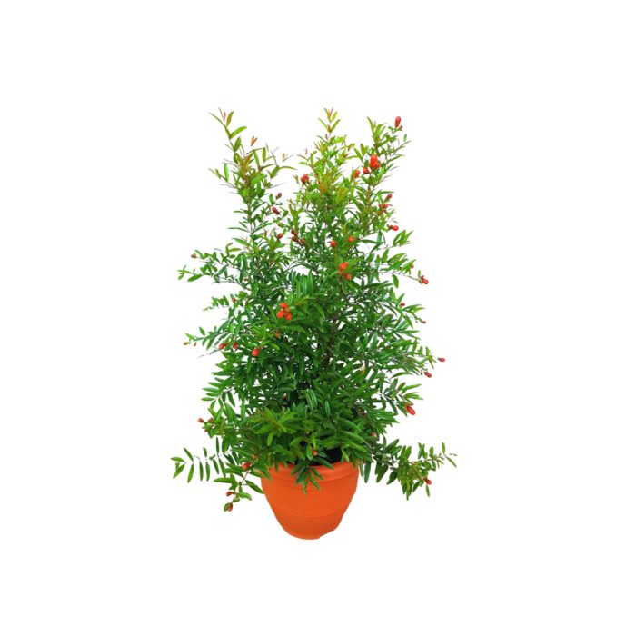Anar Flower