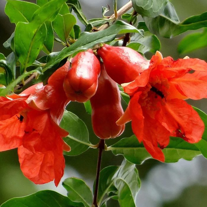 Anar Flower - Image 2