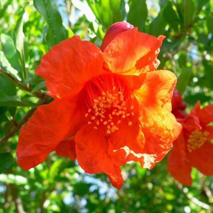 Anar Flower - Image 3